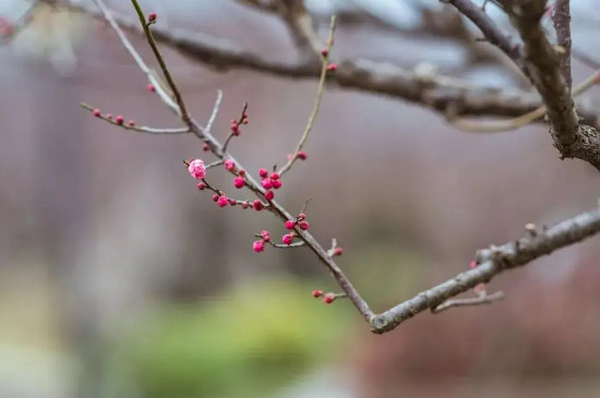 梅花花苞干瘪掉落还能长吗