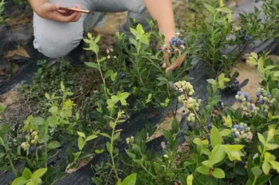 蓝莓杜克品种介绍