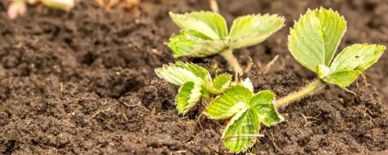 草莓的种植方法和技术