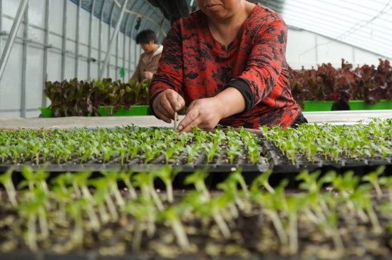 金玉兰菊苣怎么种植