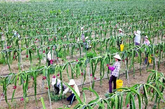 怎么种植火龙果