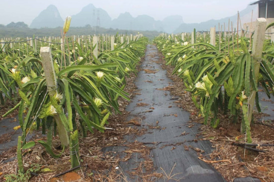 怎么种植火龙果