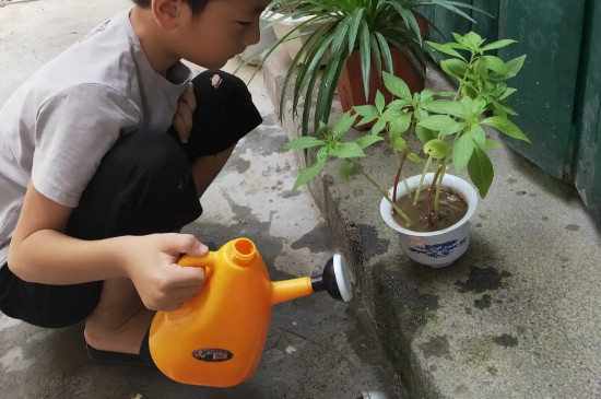 凤仙花是靠什么传播种子