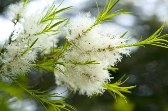 常见100种花卉木本植物