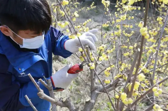 腊梅花怎么养家庭养法