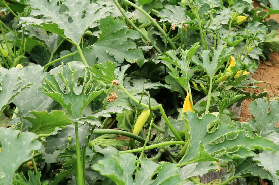 大棚西葫芦种植技术