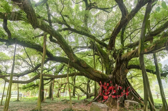 冬天榕树叶子发黄落叶怎么办