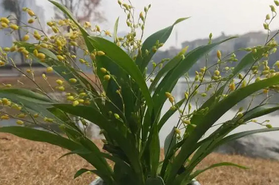 香兰花语和寓意