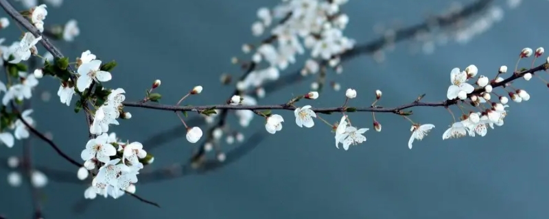 白梅花的花语和寓意