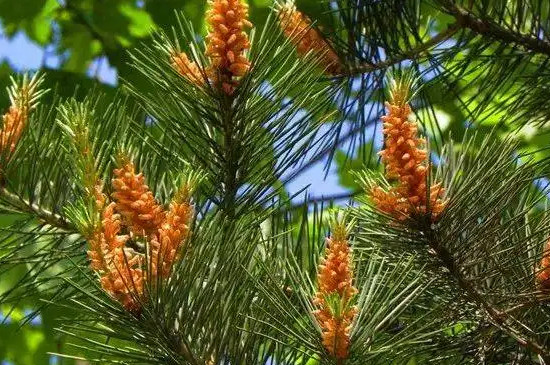 常见的10种裸子植物