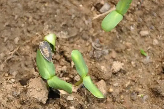 矮生向日葵种植方法