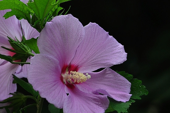 木槿花又叫扶桑花吗