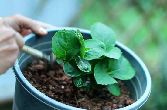 绣球花茎上的小黑点怎么回事