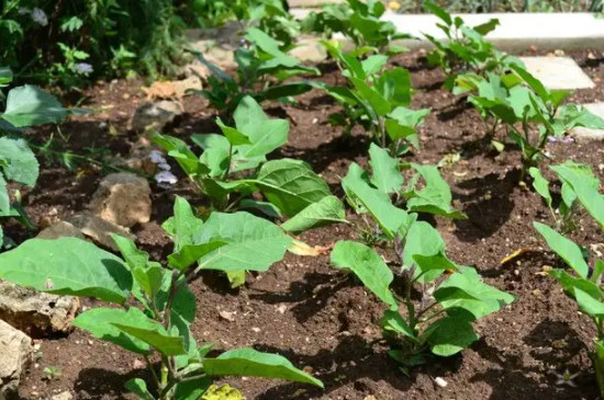 茄子几月份育苗