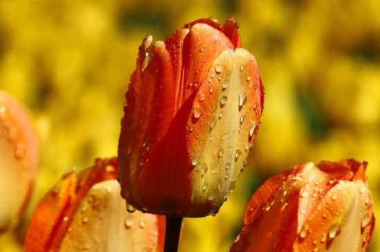 橙色郁金香花语是什么意思