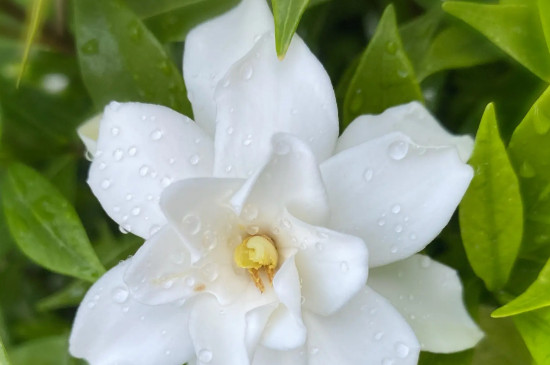 栀子花的花语和寓意