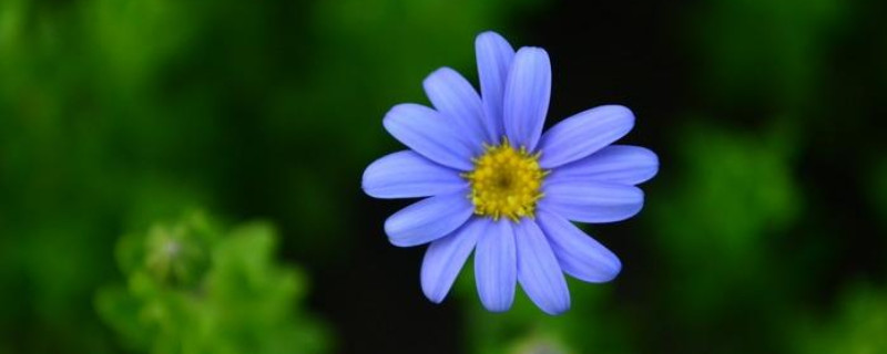 不同颜色雏菊的花语和寓意