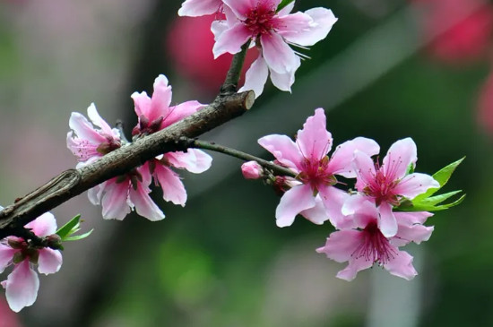 梅花和桃花的花瓣形状区别