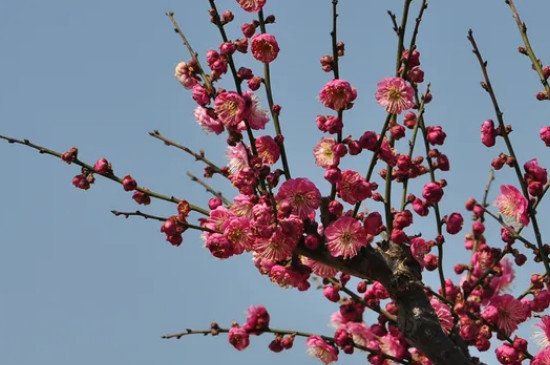 梅花和桃花的花瓣形状区别