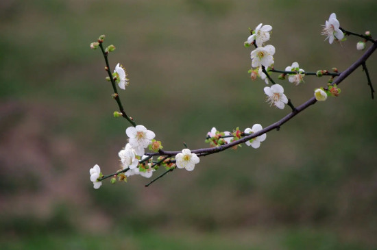 梅花怎么养家庭养法