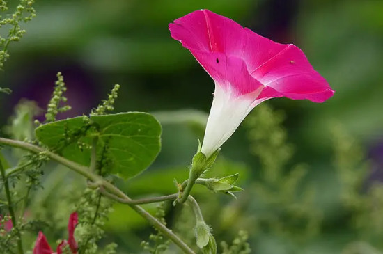 喇叭花什么季节开放