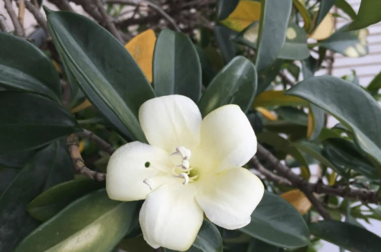 非洲茉莉寓意和象征