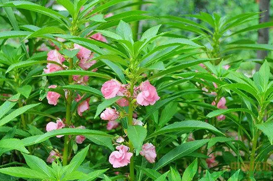 凤仙花的寓意和象征