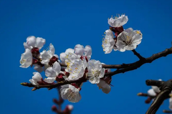 杏花几点开花